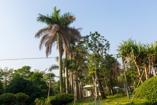 广东湛江花卉公园棕榈树
