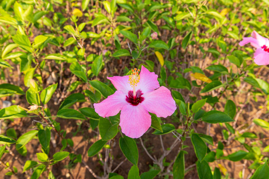 广东湛江花卉公园朱槿花