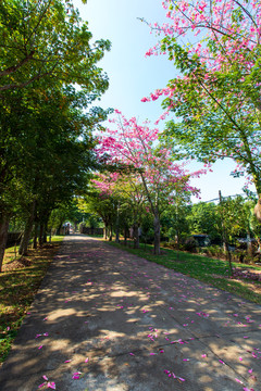 广东湛江南亚热带植物园