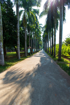 广东湛江南亚热带植物园