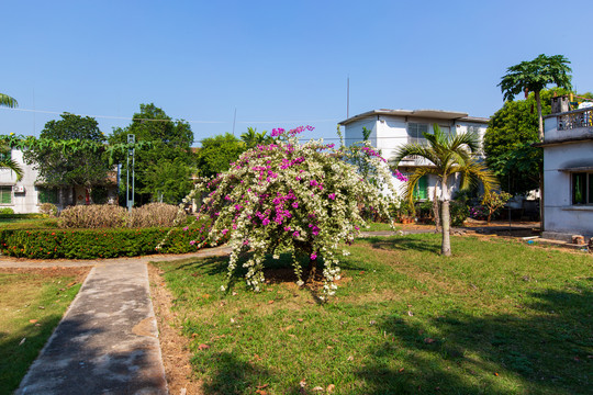 广东湛江南亚热带植物园叶子花