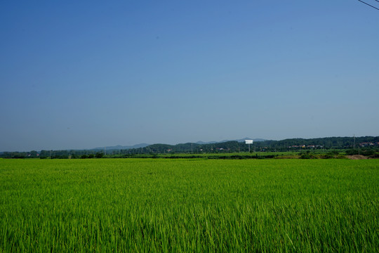 水稻田