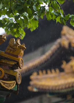 夏日雨中的故宫宫殿屋檐脊兽