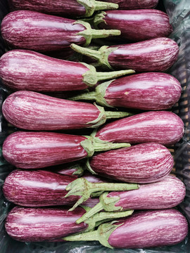 紫色紫皮茄子