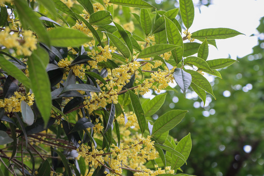 桂花