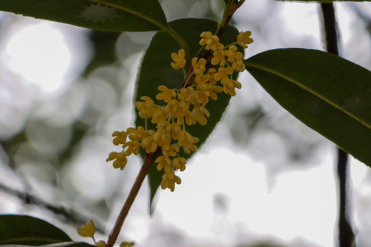 桂花