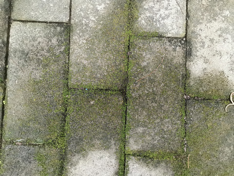 地砖青苔