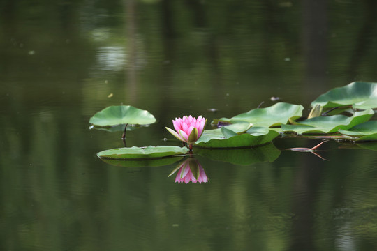 荷花