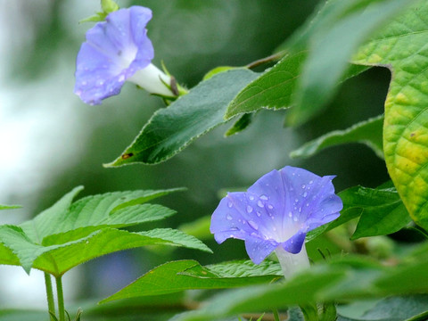 牵牛花