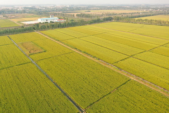 青岛水稻种植区域