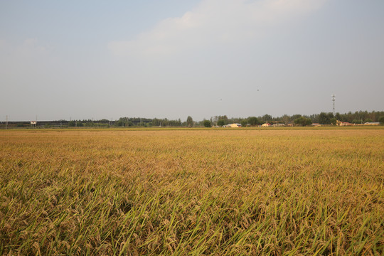 水稻村庄
