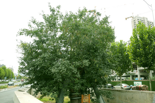 千年皂角树