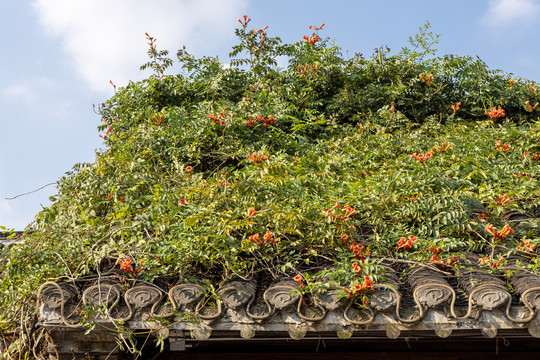 屋顶上的美丽的爬藤植物凌霄花