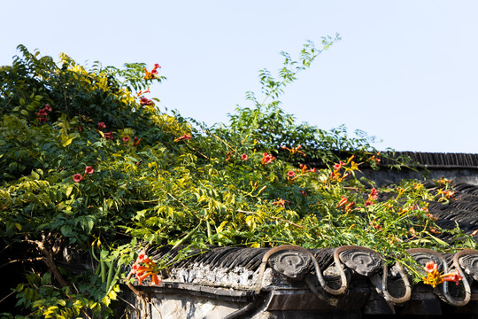 屋顶上的爬藤植物凌霄花
