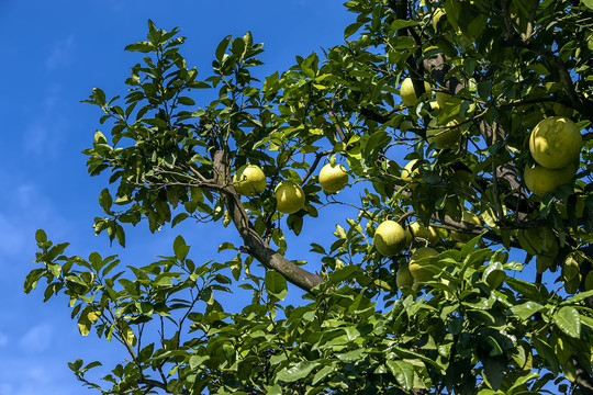 蓝天下挂满果的柚子树