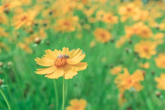 蜜蜂与花