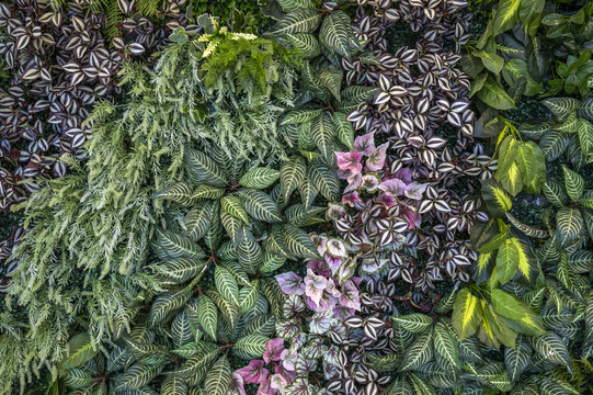 生态植物墙面背景