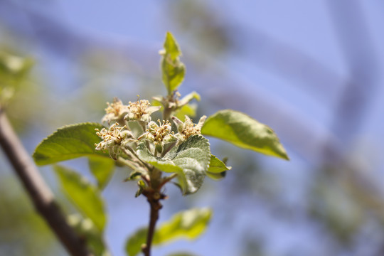 苹果树花蕾