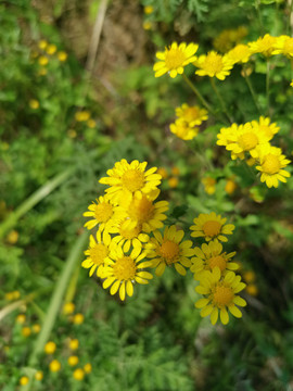 野菊花