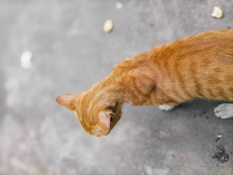 四川简州猫熊猫懒猫