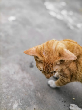 四川简州猫熊猫懒猫