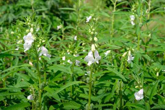 芝麻种植芝麻开花芝麻田