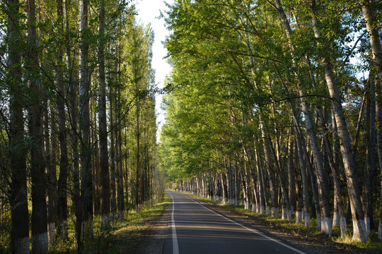 林荫路