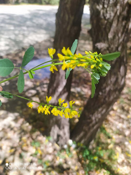 西藏油菜花写真