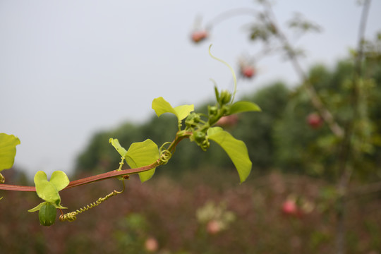 百香果