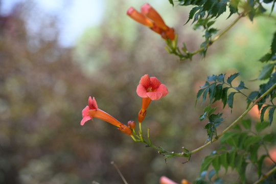 凌霄花