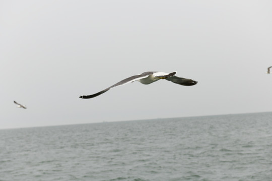 海鸥