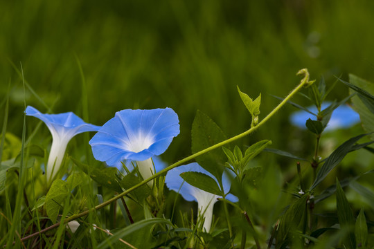 牵牛花