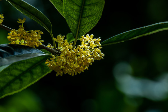 桂花