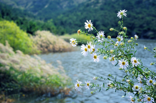 风吹芦苇