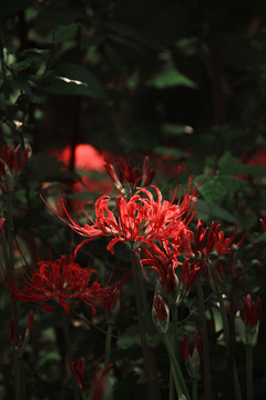 阳光与彼岸花
