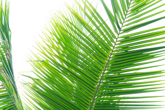 高清椰子树叶纹理