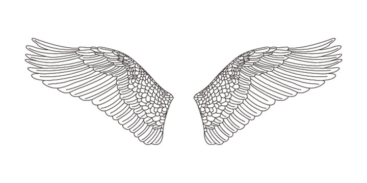 矢量线描翅膀