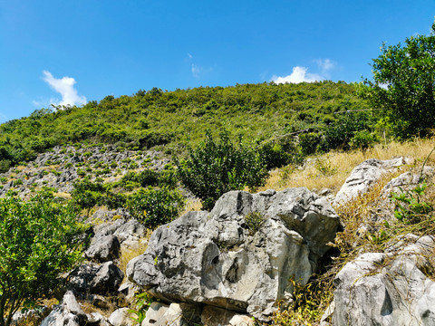 石山上种果树