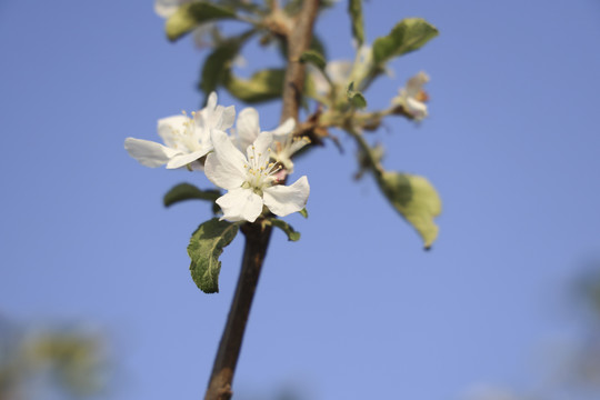 苹果花