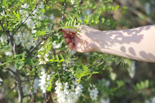 采摘洋槐花