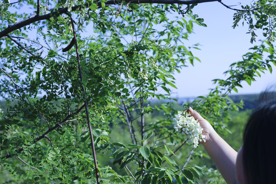 采摘洋槐花