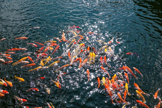 波光粼粼湖水中的锦鲤
