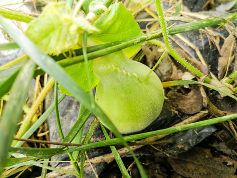 黄金蜜瓜