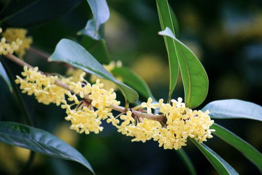 桂花