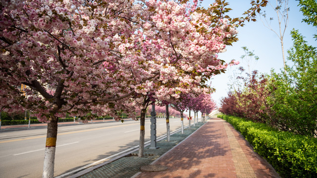 开满樱花的道路