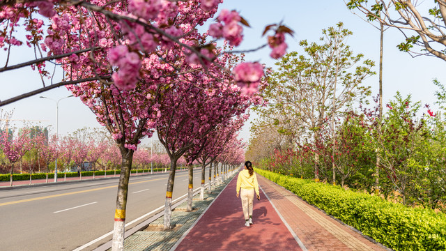 开满樱花的道路