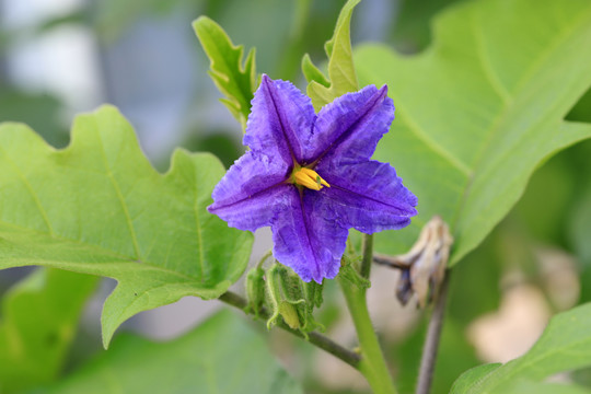 大花茄