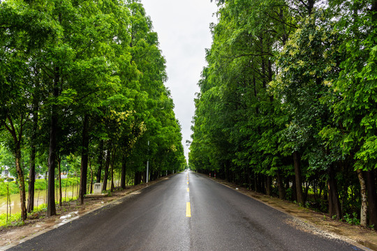 林荫大道
