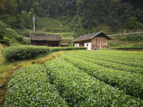 茶叶基地