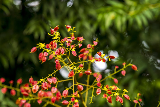 栾树花